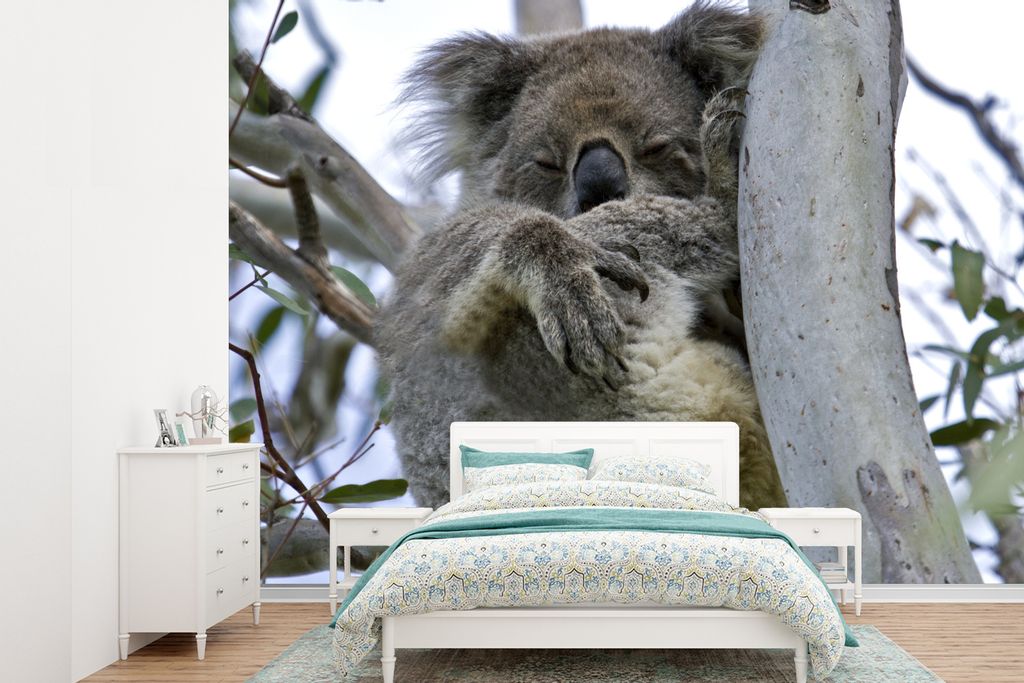 MuchoWow Fototapete für Wohnzimmer oder Schlafzimmer Wandtapete Vinyl Motivtapete Koala - Baum - Tier - 330x240 cm - Vinyltapete