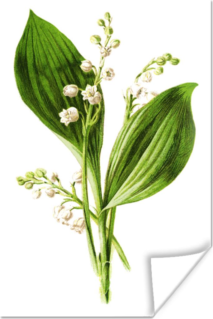 MuchoWow Poster Blumen - Kräuterpflanze - Vintage 40x60 cm - Plakate für die Wand - Poster Babyzimmer