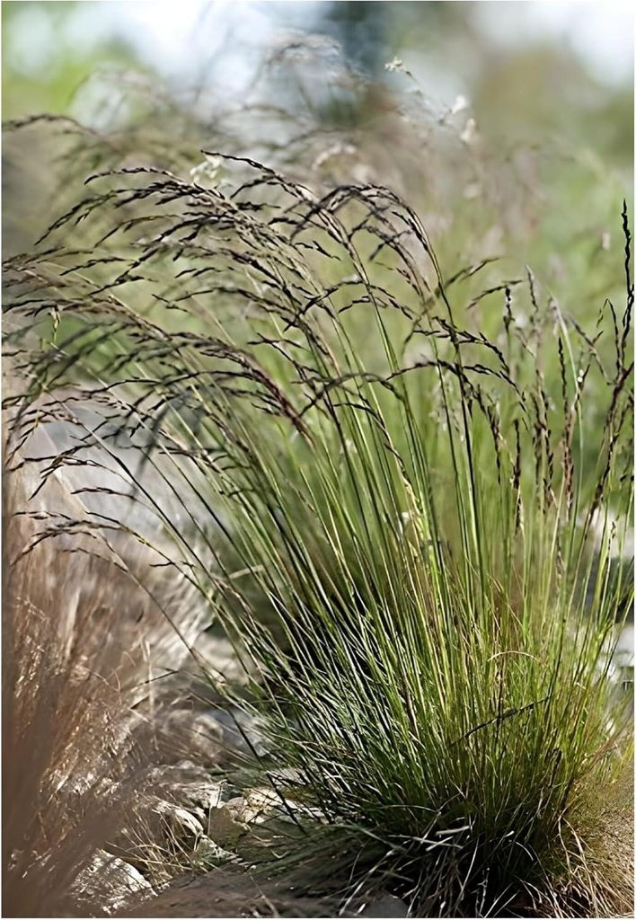 Stauden Gänge 3 x Festuca amethystina im 1 Liter Topf - Regenbogen-Schwingel - Zarte Blüten mit violettem Schimmer - super für Steingärten