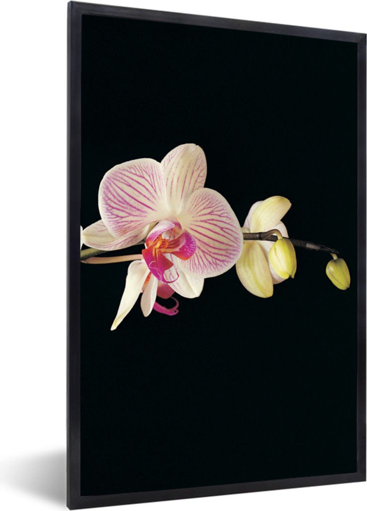 MuchoWow Gerahmtes Poster Orchidee - Blumen - Schwarz - Rosa - Knöpfe 60x90 cm - Poster mit Schwarzem Bilderrahmen Wandposter Rahmen Foto Bilder...