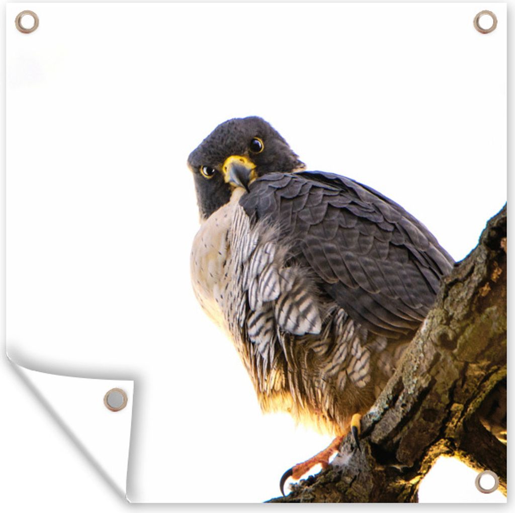 MuchoWow 50x50 cm Outdoor-Poster Gartendeko Sichtschutz Garten Poster für den Garten Falke - Zweig - Weiß