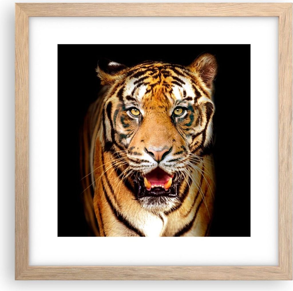 Gerahmtes Poster - Rahmen in heller Eiche - tiger tier - 30x30 cm - Wand Bild - Wanddeko - Wandbilder - Kunstposter - Wandposter - Bilderrahmen - B...