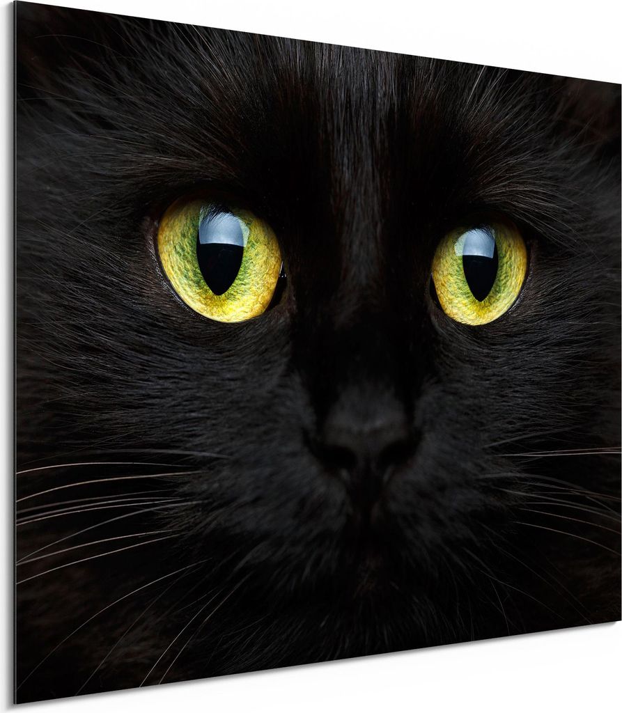 DEQORI Alu-Dibond Bild Weiß 80x60 cm 'Gesicht eines Kätzchens' Wandbild Metall dünn