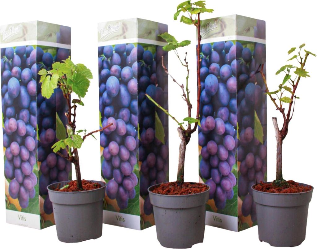 Winorośl właściwa - 3 szt - Vitis vinifera 'Cabernet' - Zdjęcie produktu 