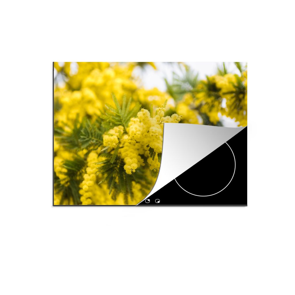KitchenYeah Herdabdeckplatte Eine gelbe Mimosenblüte , 77x59cm, Küche Deko, Glaskeramikkochfeld Herdabdeckung, Abdeckplatte fùr Kochfeld