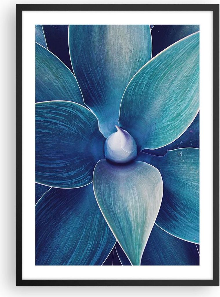 Gerahmtes Poster - Schwarzer Rahmen - Agave Blau Blume - 50x70 cm - Wand Bild - Wanddeko - Wandbilder - Kunstposter - Wandposter - Bilderrahmen - B...