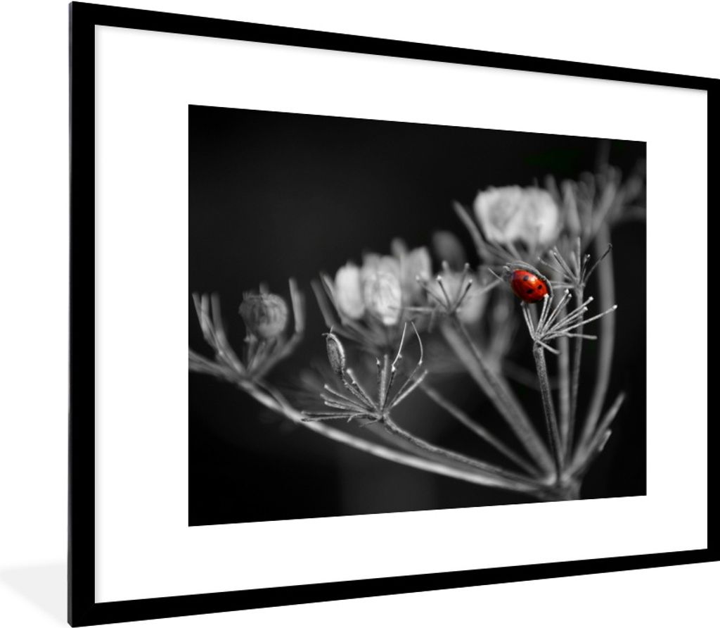 MuchoWow Gerahmtes Poster Schwarz-Weiß-Foto von einem roten Marienkäfer auf einer Pflanze 80x60 cm - Poster mit Schwarzem Bilderrahmen Wandpost...