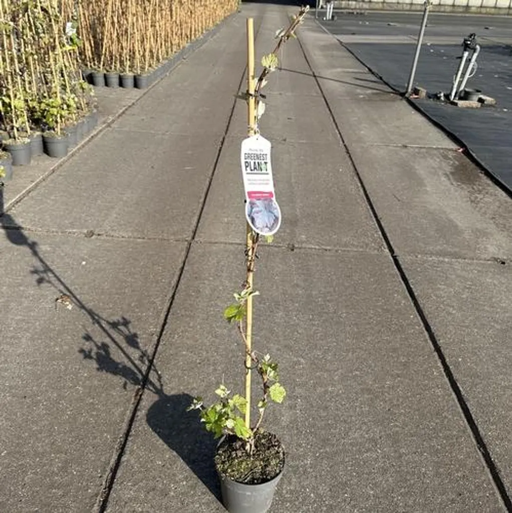 Plante grimpante Vigne Purpurea 70 cm pour pergola et mur de jardin