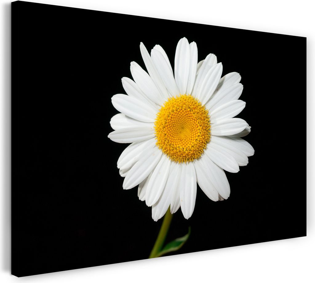 Leinwandbild (80x60cm): Blumenbilder Blumenfotos Kamille vor schwarzem Hintergrund, echter Holz-Keilrahmen inkl. Aufhänger, handgefertigt in Deuts...