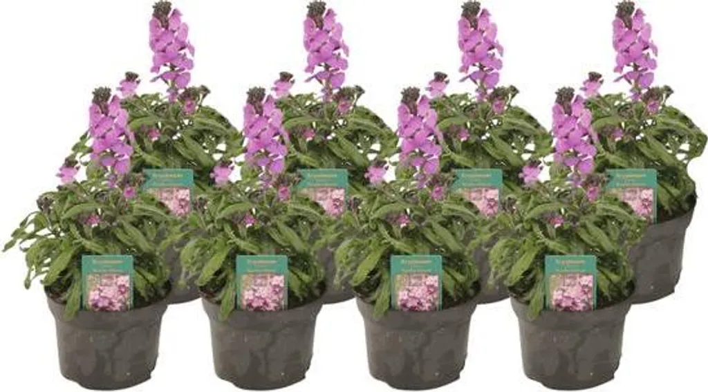 Erysimum Mauve pour Jardin sans Entretien - Vivace en Lot de 8