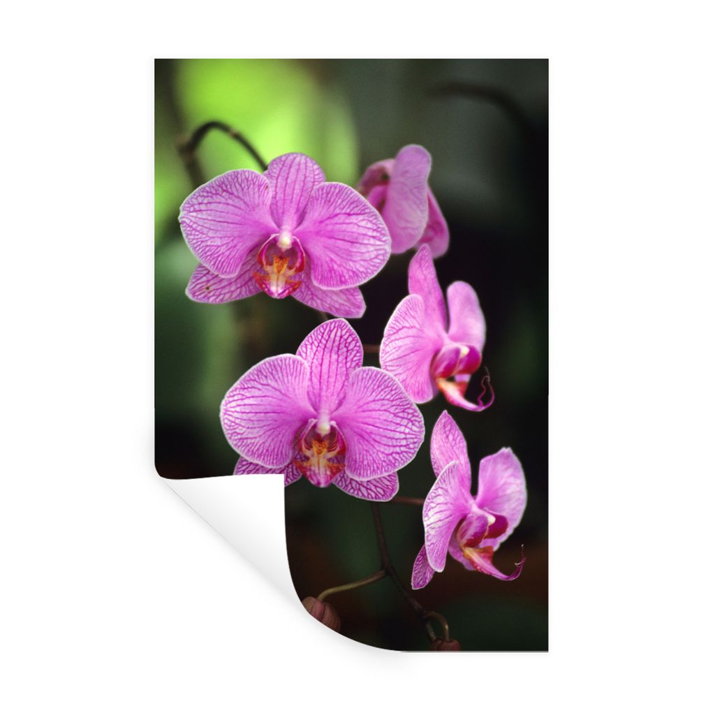 MuchoWow Wandtattoo Wandsticker Wandaufkleber Rosa Orchidee 60x90 cm Selbstklebend und Repositionierbar - Sticker - Dekorfolie