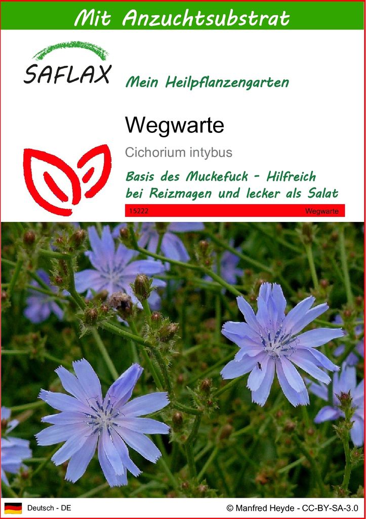 SAFLAX - Heilpflanzen - Wegwarte - 250 Samen - Mit keimfreiem Anzuchtsubstrat - Cichorium intybus
