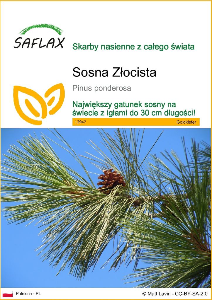 SAFLAX - Sosna Złocista - 20 Nasiona - Pinus ponderosa Zdjęcie produktu 