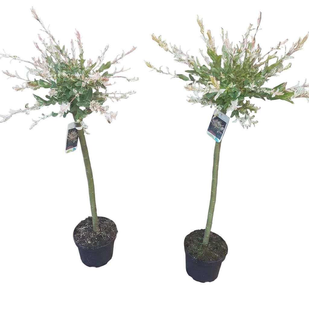2x Harlekinweide Hakuro Nishiki 110–120 cm – winterhartes Stämmchen mit 60 cm Stammhöhe – Salix integra