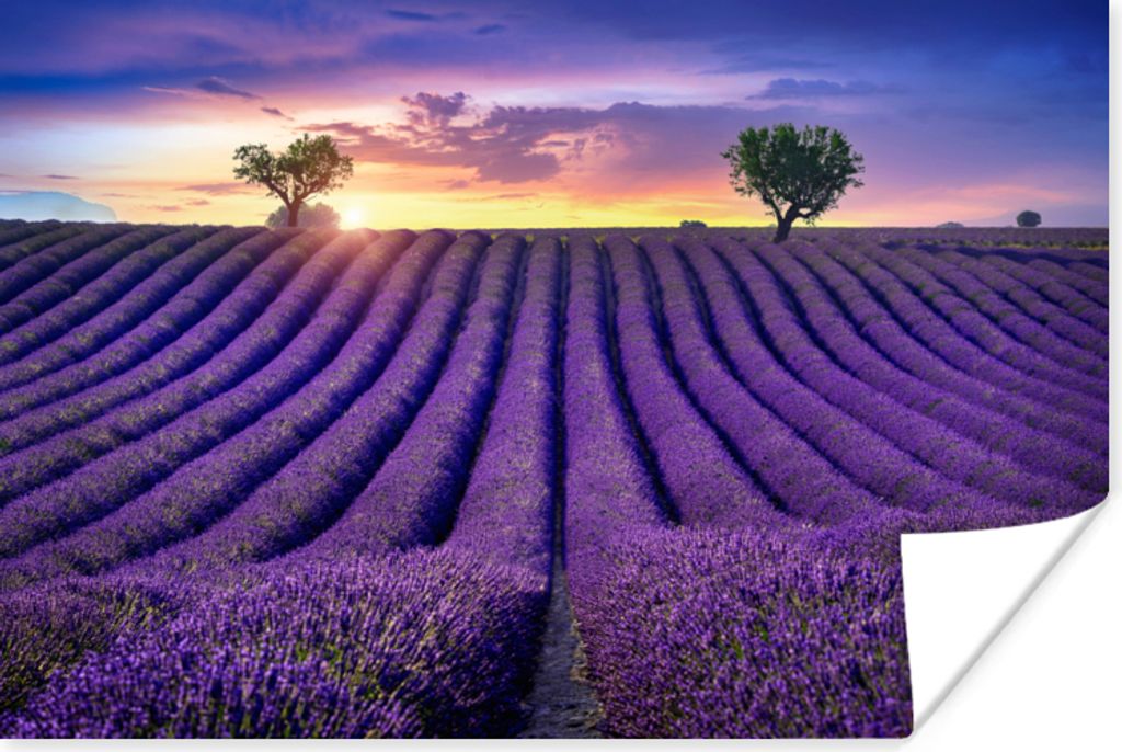MuchoWow Poster Lavendel - Hügel - Sonnenuntergang - Bpmen - Lila 30x20 cm - Plakate - Print