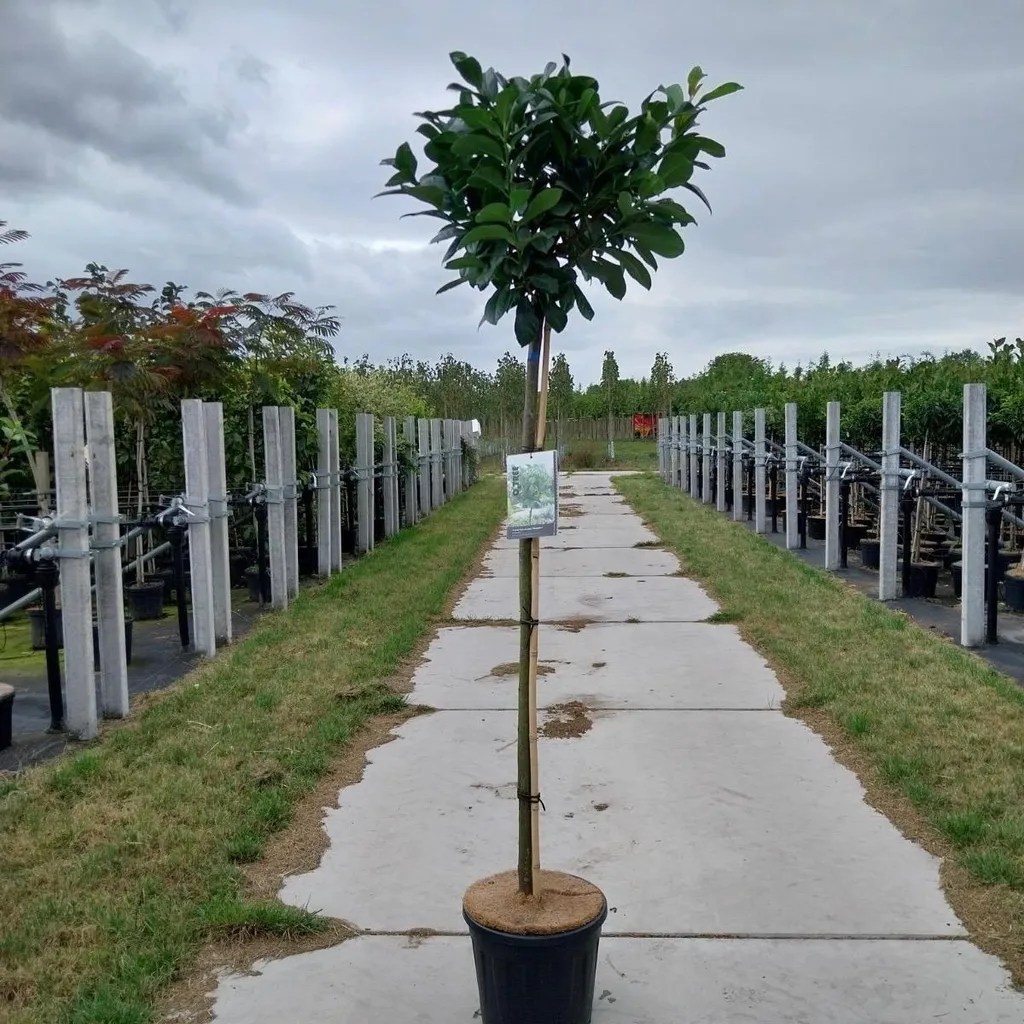 Laurier-cerise Prunus laurocerasus Etna 'Anbri' PBR - Pot 120 cm