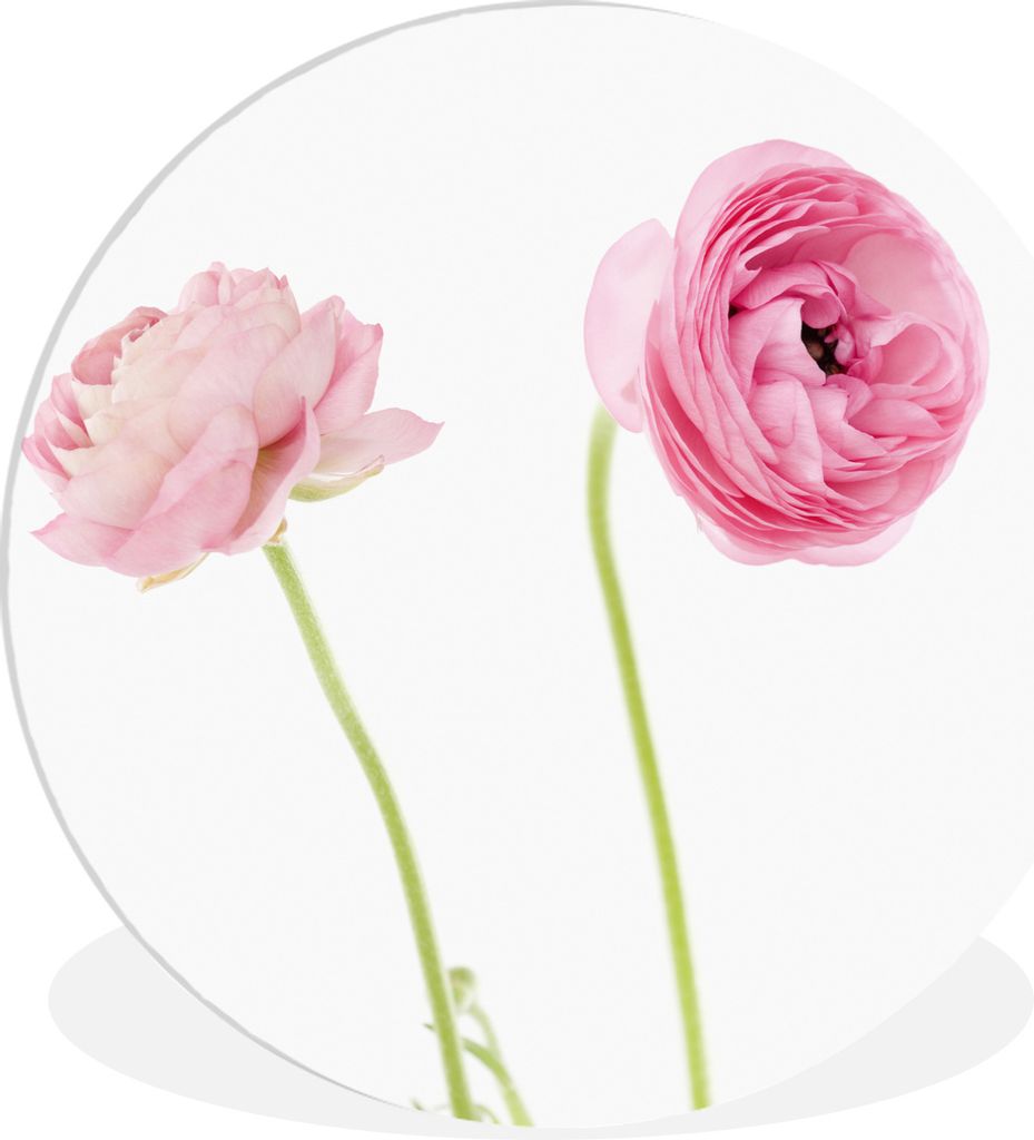 MuchoWow Rundes Wandbild - Runde Bilder Rosa Butterblumen mit weißem Hintergrund Ø 30 cm Kreis Wanddekoration Kunststoff - Wandkreis - Wandschm...