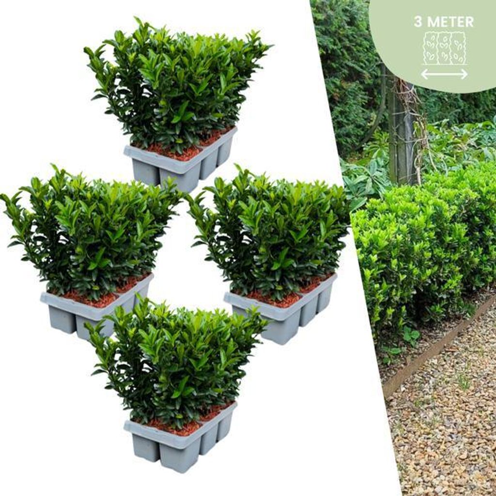 Euonymus Green Spire – Japanischer Spindelstrauch – 24 Pflanzen – Ø7cm – 15cm – Immergrüne Heckenpflanzen – Buchsbaum Ersatz – w...