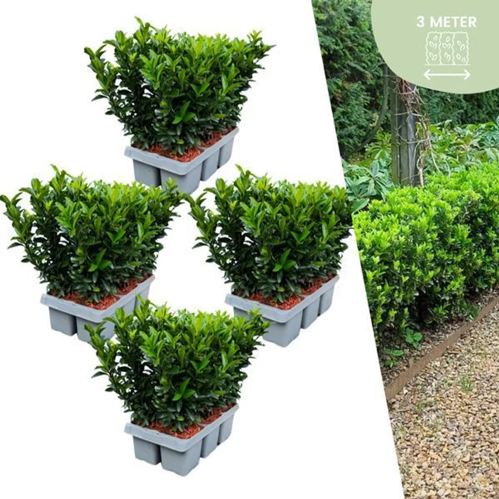 Euonymus Green Spire Fusain du Japon x24 - Ø7cm H15cm Haie de Buis