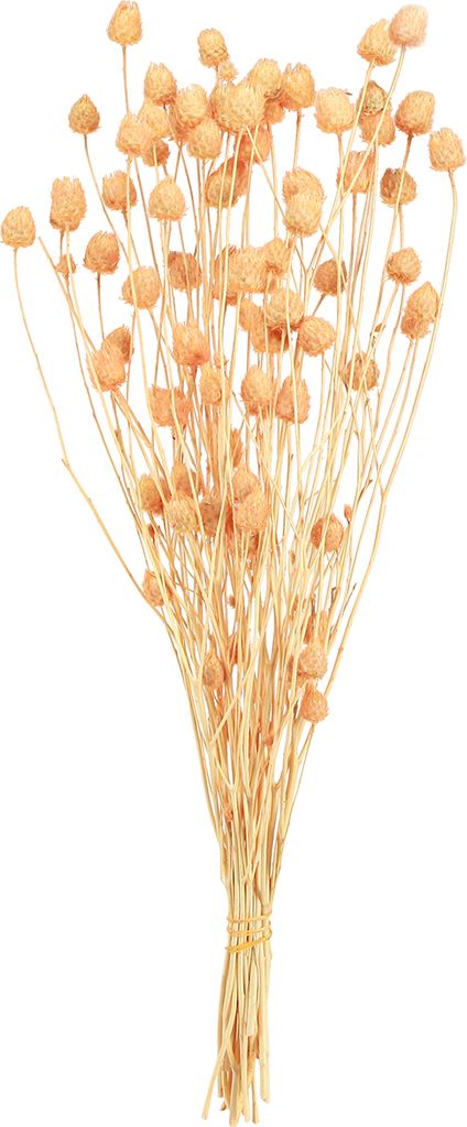Erdbeerdisteln Lachs 55cm Trockendeko Trockenblumen Skandi Boho Modern 100g