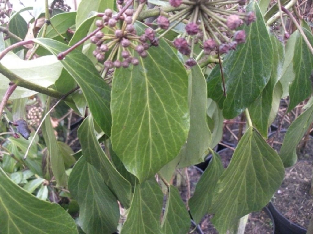 Hedera colchica Arborescens - Kaukasischer Strauch-Efeu - 40-50