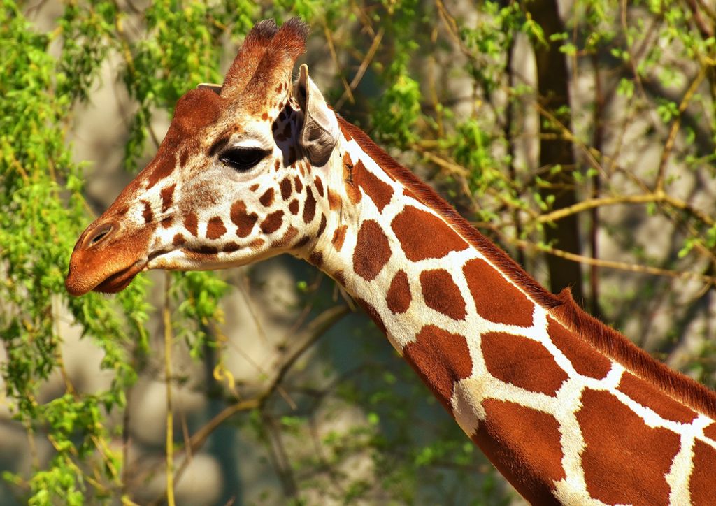 hansepuzzle 75296 - Giraffe Puzzle, 260 Teile, Tierwelt, 41,0 x 28,0cm mit hochwertiger Aufbewahrung, Kartonbox und wiederverschließbarem Beutel