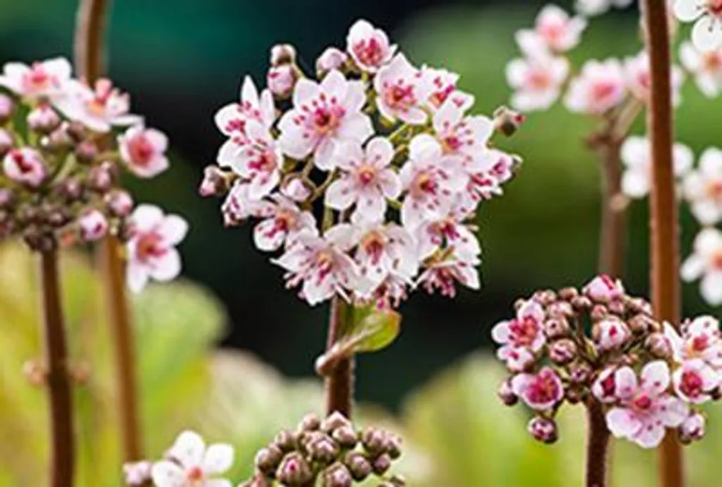 6 x Darmera peltata en pot 9x9 cm - Plante vivace Peltiphyllum peltatum
