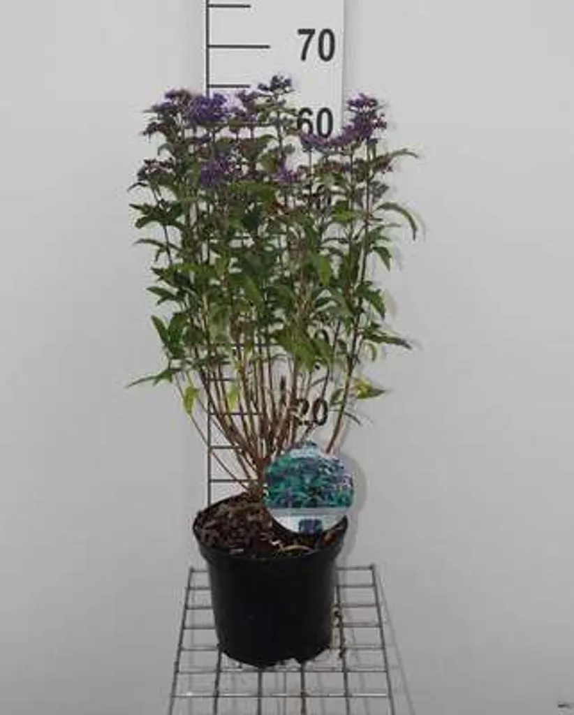Caryoptéris Grand Bleu : Fleurir son Jardin en Automne avec cet Arbuste