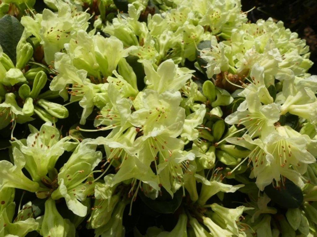 Zwerg-Alpenrose Shamrock - Rhododendron hanceanum Shamrock 30-40cm