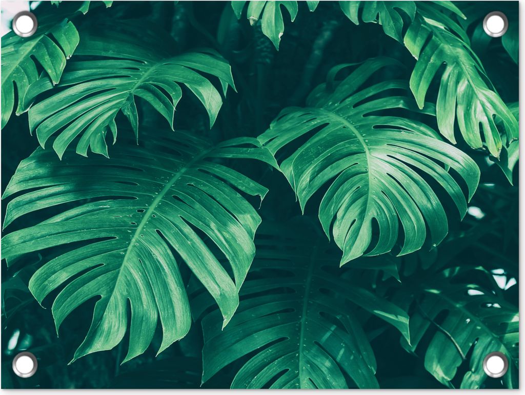 MuchoWow 40x30 cm Outdoor-Poster Gartendeko Sichtschutz Garten Poster für den Garten Monstera - Blätter - Pflanzen - Dschungel - Natur