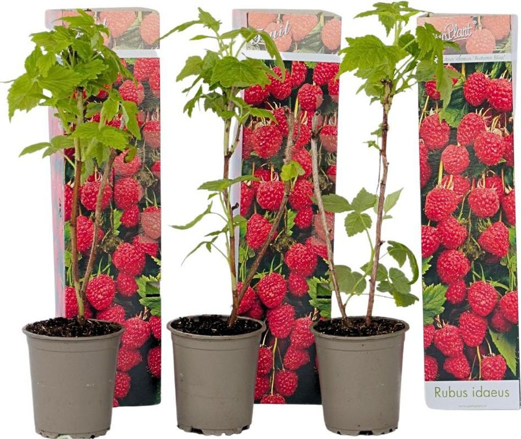 Three potted raspberry plants are displayed against a white background, with packaging featuring images of raspberries behind them.