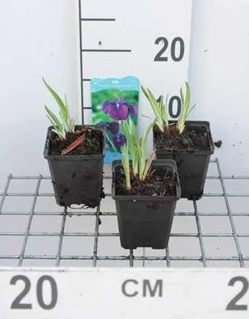 Plantes de bassin : Lot de 6 Iris du Japon Variegata multicolores
