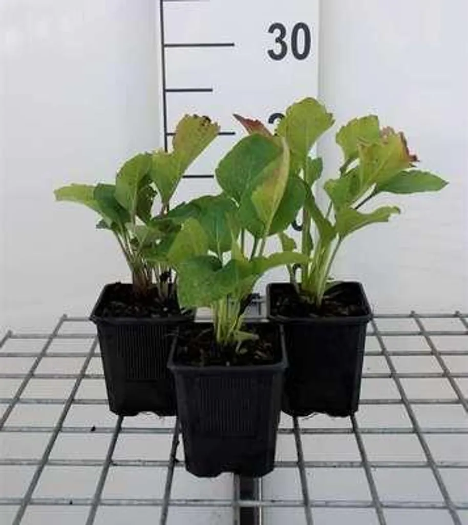 Rudbeckia occidentalis Green Wizard 6 plants pour massifs et bouquets