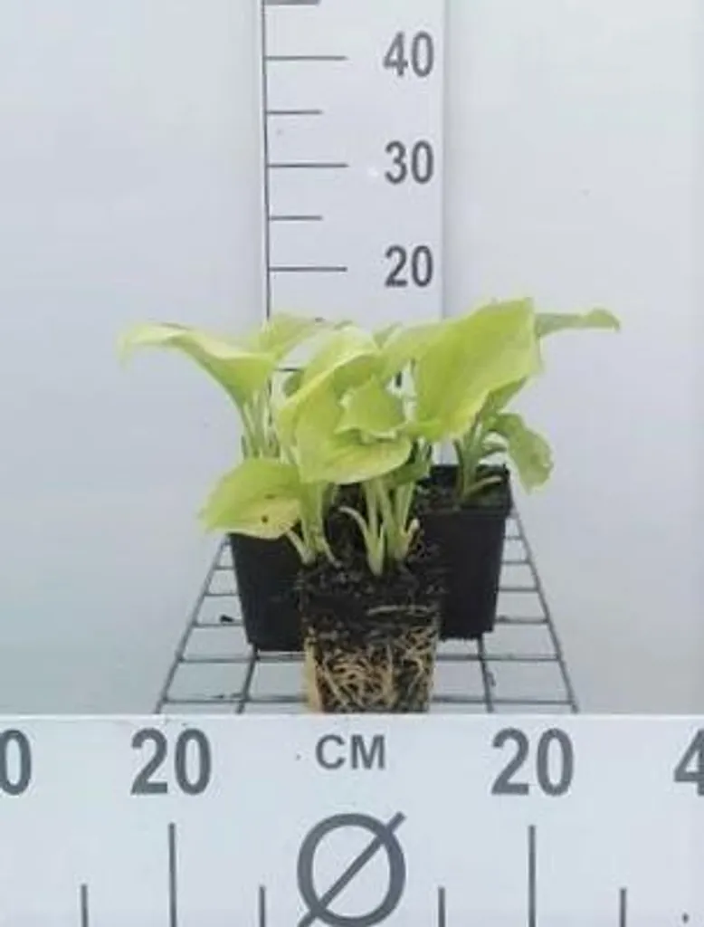 Lot de 6 Hostas Plantain 'Grandiflora' en Pots de 9x9cm pour Ombre