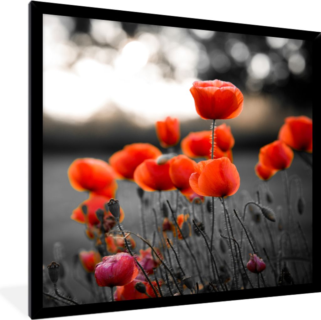 MuchoWow Gerahmtes Poster Rote Mohnblumen vor schwarzem und weißem Hintergrund 40x40 cm - Poster mit Schwarzem Bilderrahmen Wandposter Rahmen Fo...