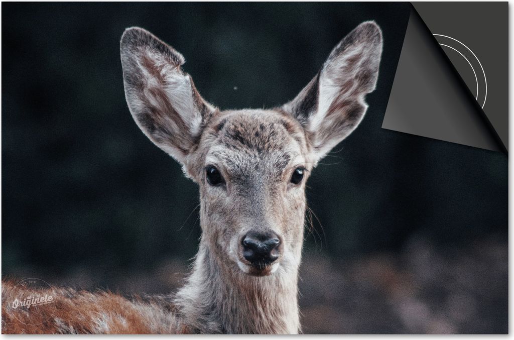 Induktionsschutz 77x51 - abdeckplatte Induktion matt- Dietrix Kochfeldschutz- Exklusive - Herbst - Hirsche aus der Nähe