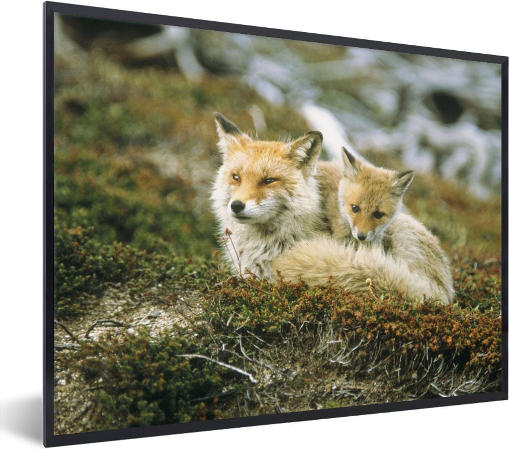 MuchoWow MuchoWow Gerahmtes Poster Füchse - Moos - Jung 80x60 cm - Poster mit zchwarzem Bilderrahmen - Schwarzem - Mit Gestell