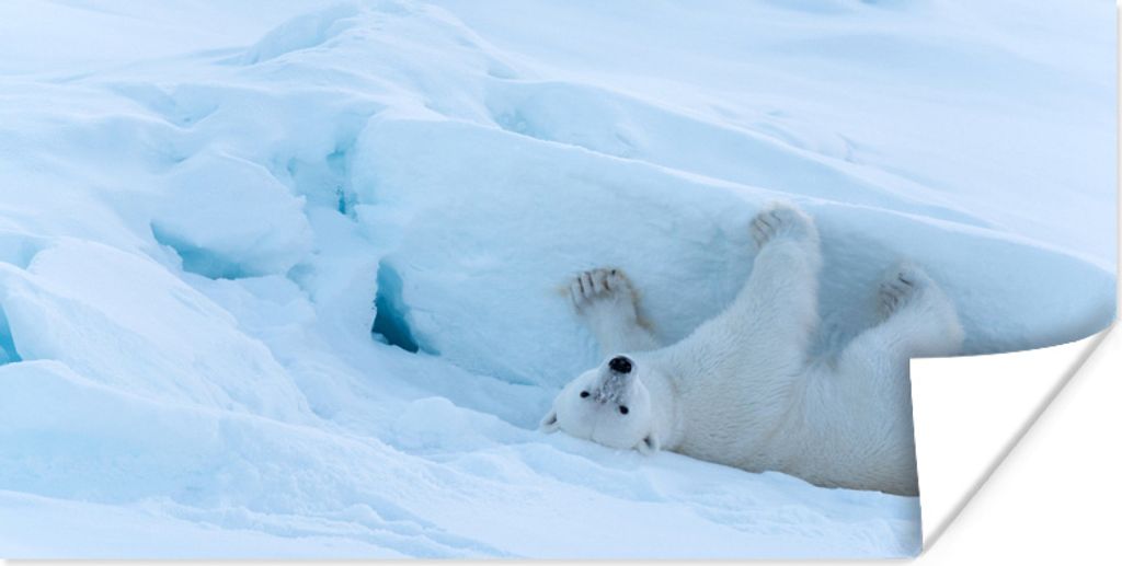 MuchoWow Poster Eisbär - Schnee - Kälte 160x80 cm - Foto Poster