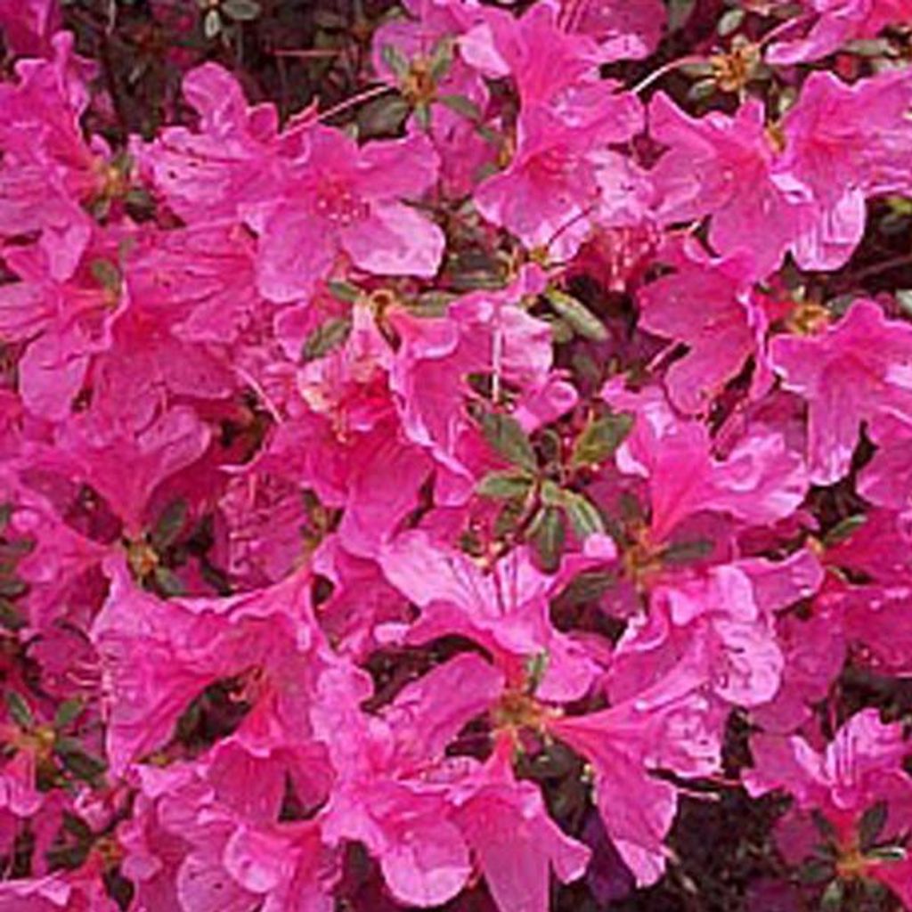 Azalee Rosa - Azalea japonica | 25-30 cm in Container
