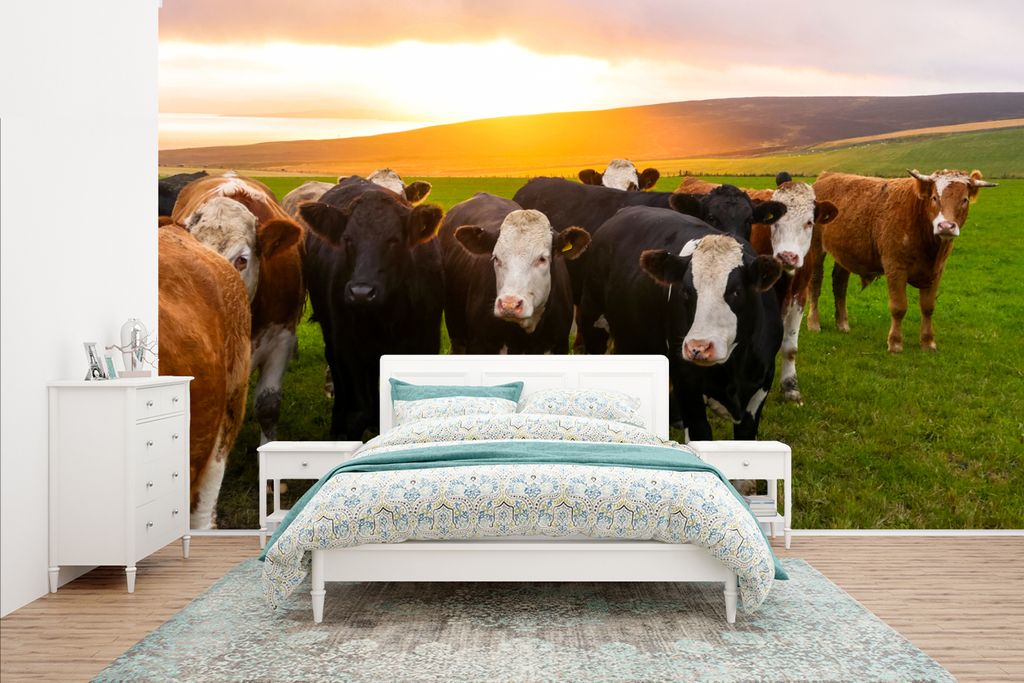 MuchoWow Fototapete für Wohnzimmer oder Schlafzimmer Wandtapete Vinyl Motivtapete Kühe - Hügel - Sonnenuntergang - Gras - Grün - 400x240 cm -...