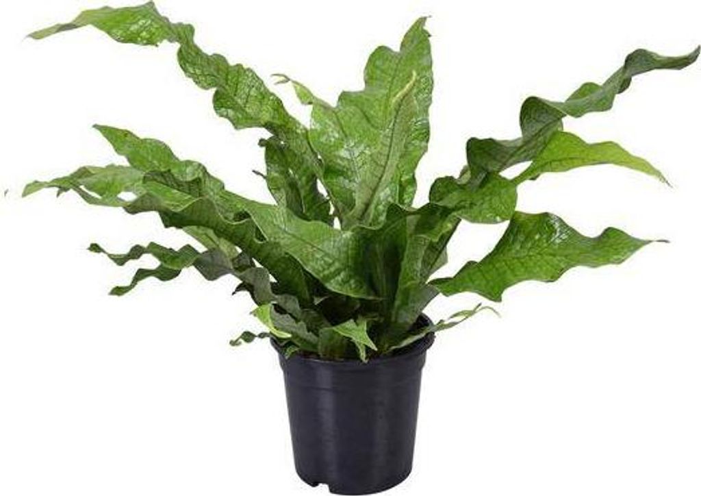 Paproc kangurza Microsorum Diversifolium - roslina Zdjęcie produktu 