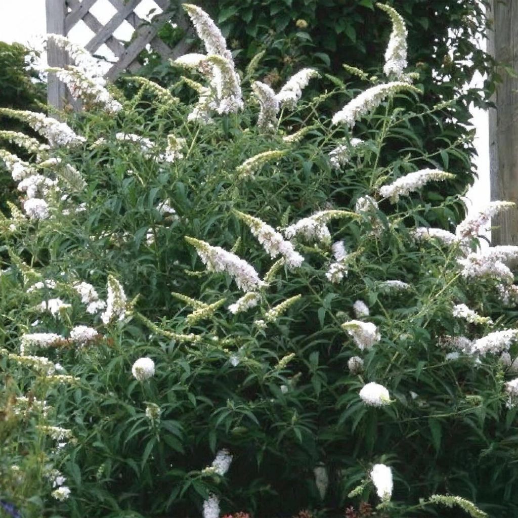 Krzew motylkowy Buddleja davidii White Profusion, zestaw 3 Zdjęcie produktu 