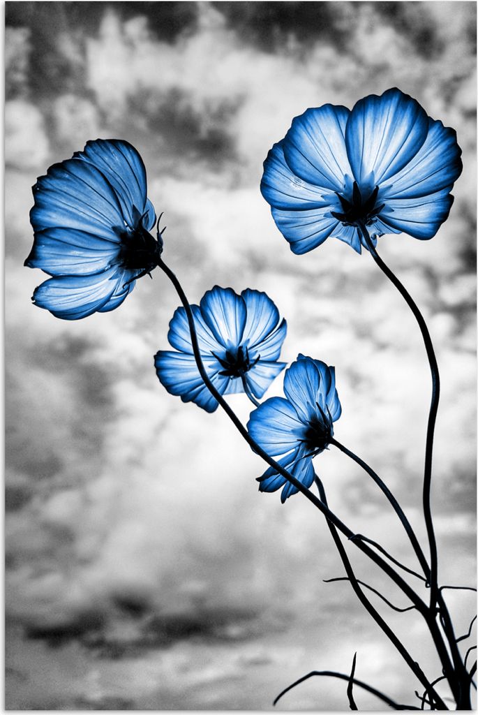 MuchoWow Poster Blumen - Blau - Schwarz - Weiß 40x60 cm - Plakate für die Wand - Poster Babyzimmer