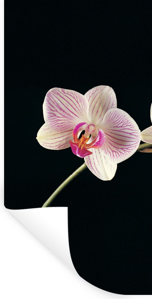 MuchoWow Wandtattoo Wandsticker Wandaufkleber Orchidee - Blumen - Schwarz - Rosa - Knöpfe 20x40 cm Selbstklebend und Repositionierbar - Selbstkl...