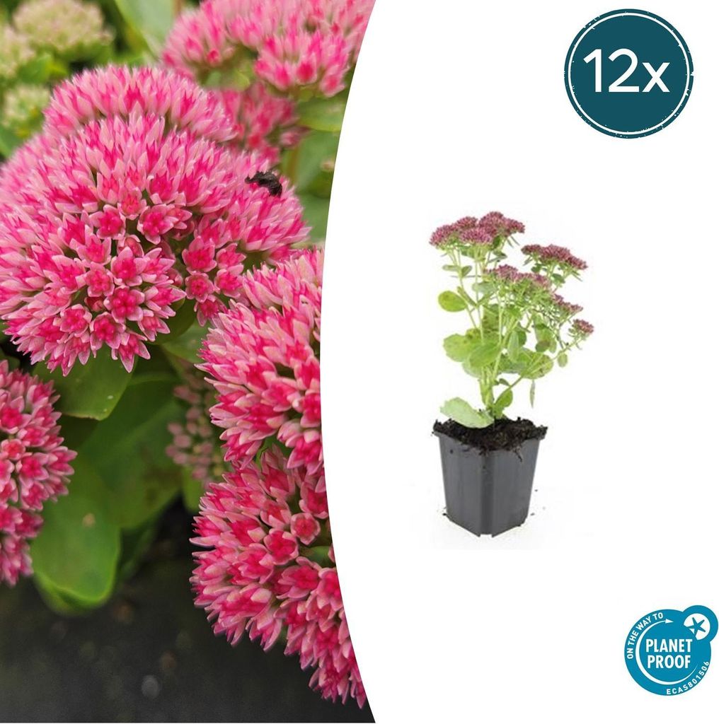 Fette Henne – Sedum telephium 'Herbstfreude' – Pflegeleichte Staude – 9-cm-Topf – 12er-Set