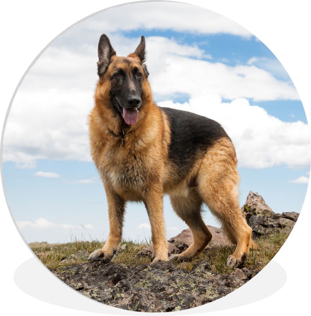 MuchoWow Rundes Wandbild - Runde Bilder Deutscher Schäferhund auf einem Berg Ø 90 cm Kreis Wanddekoration Kunststoff - Wandkreis - Wandschmuck ...