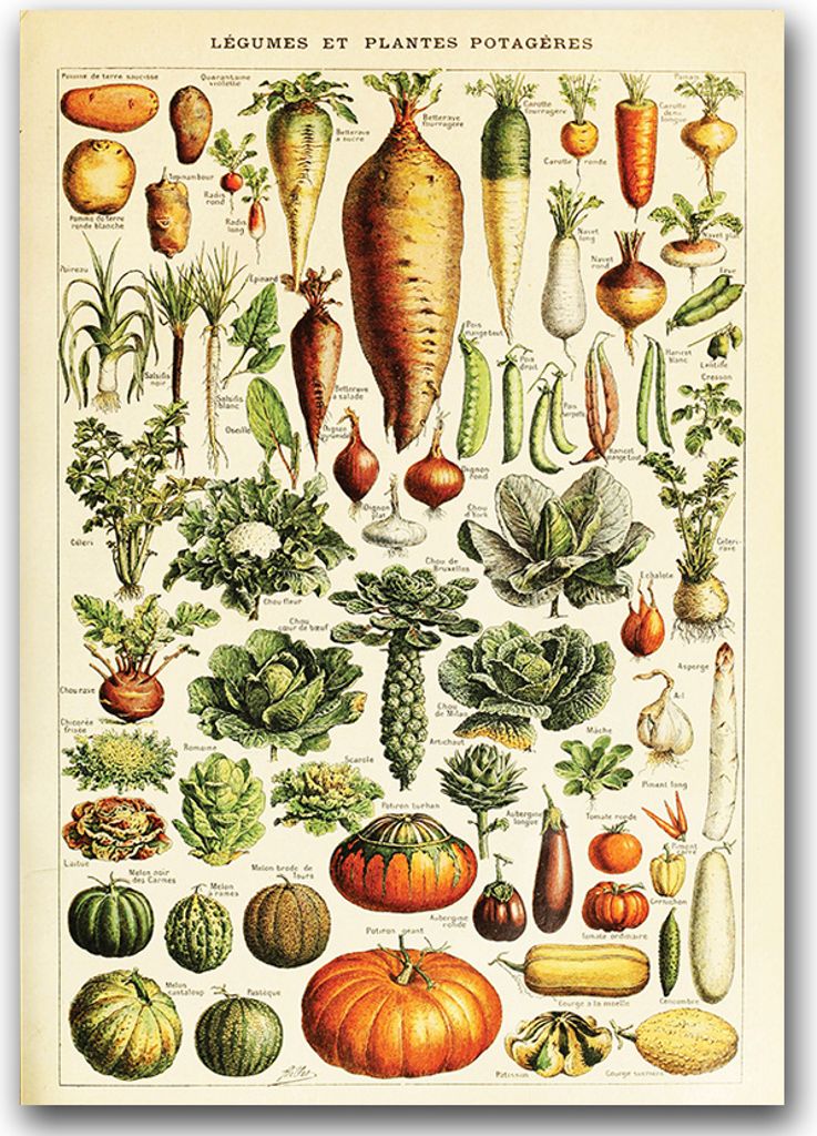Poster - Canvas - Leinwand - 59,4 cm x 84,1 cm - Fotoposter - Leinwandkunst - Adolphe Millot Gemüse