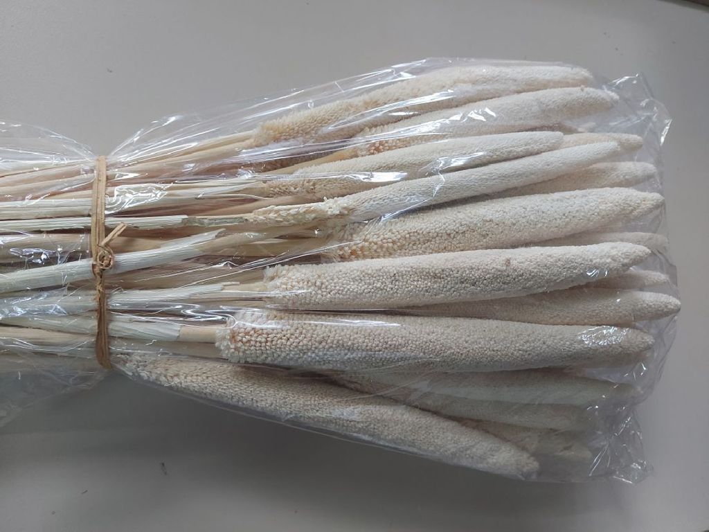 Babala getrocknet und gebleicht / ca. 70 cm / 50 Stück - 0,99 € pro Stück