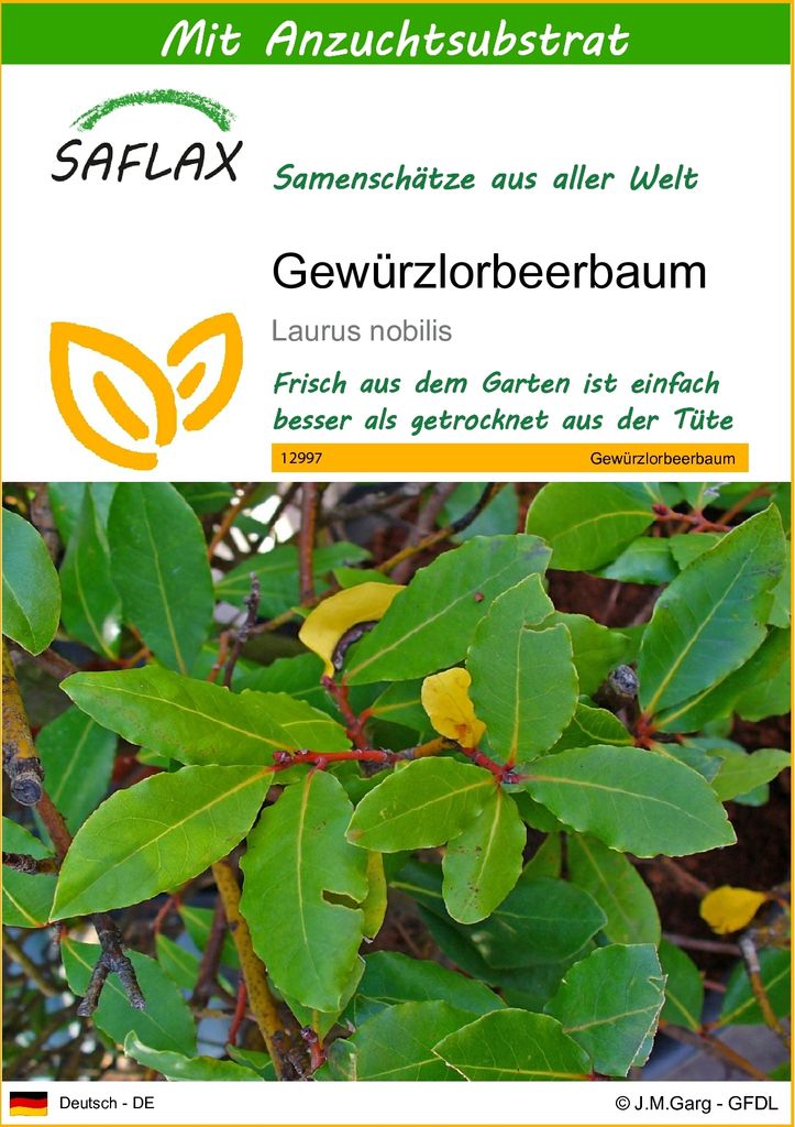 SAFLAX - Gewürzlorbeerbaum - 6 Samen - Mit keimfreiem Anzuchtsubstrat - Laurus nobilis