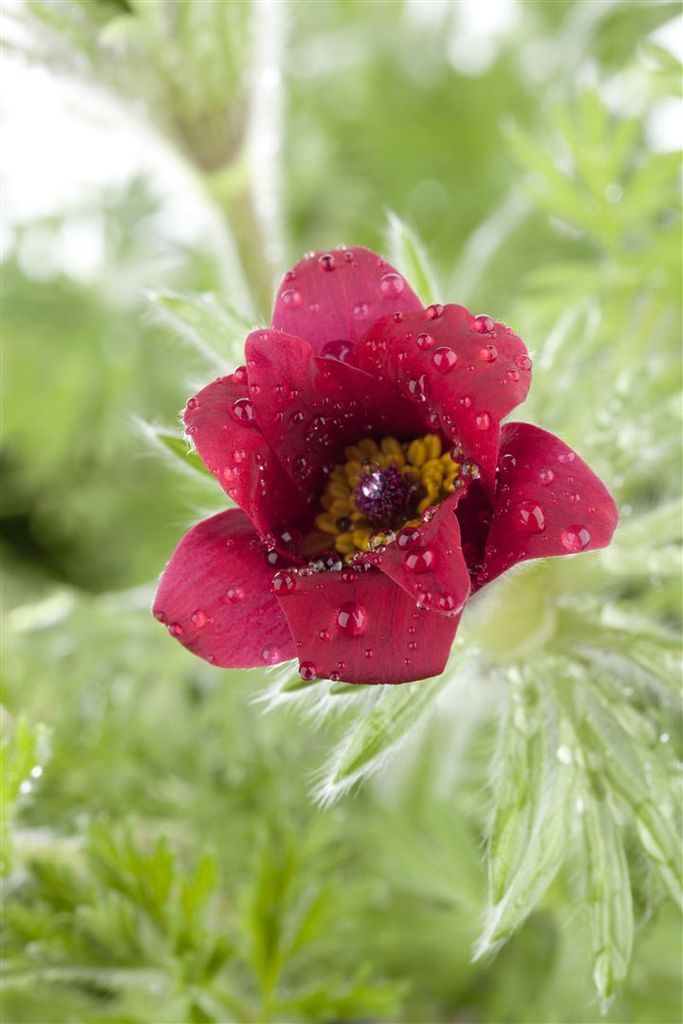 Pulsatilla vulgaris, Küchenschelle, violett, ca. 9x9 cm Topf